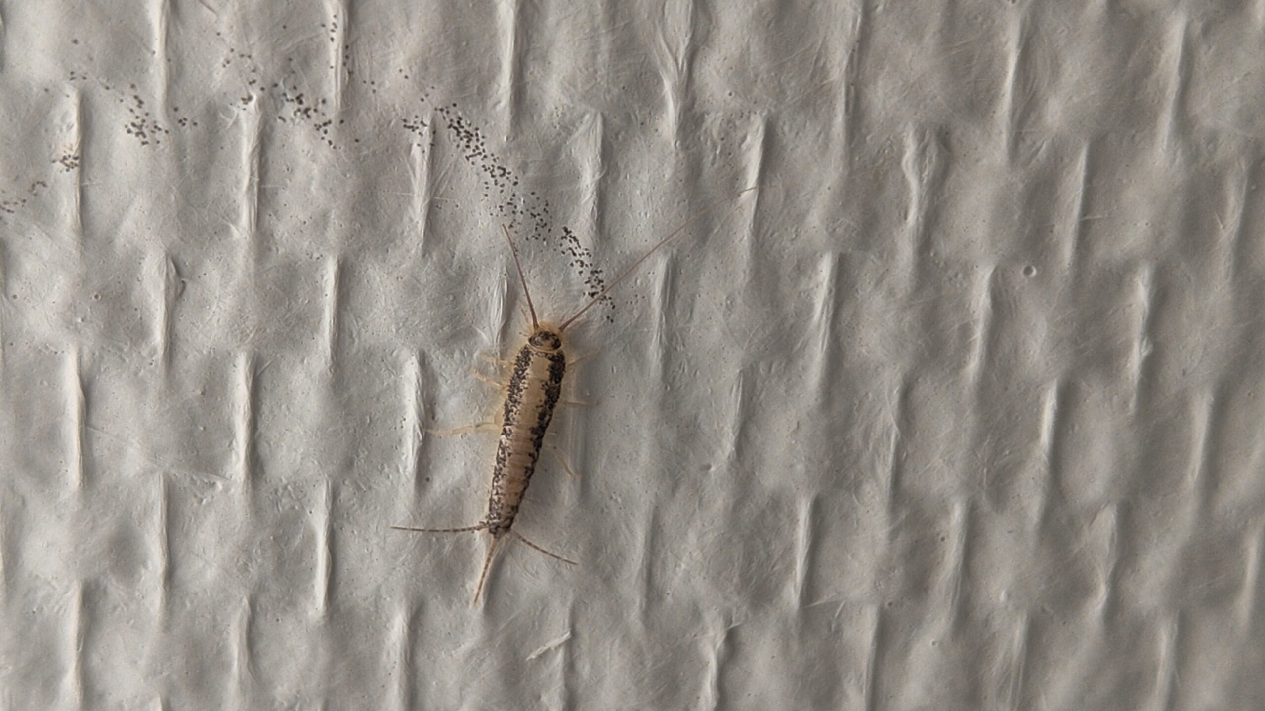 Forebyggelse mod skægkræ i boligen