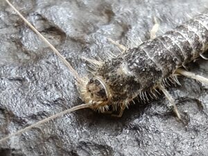 Nærbillede af et skægkræ