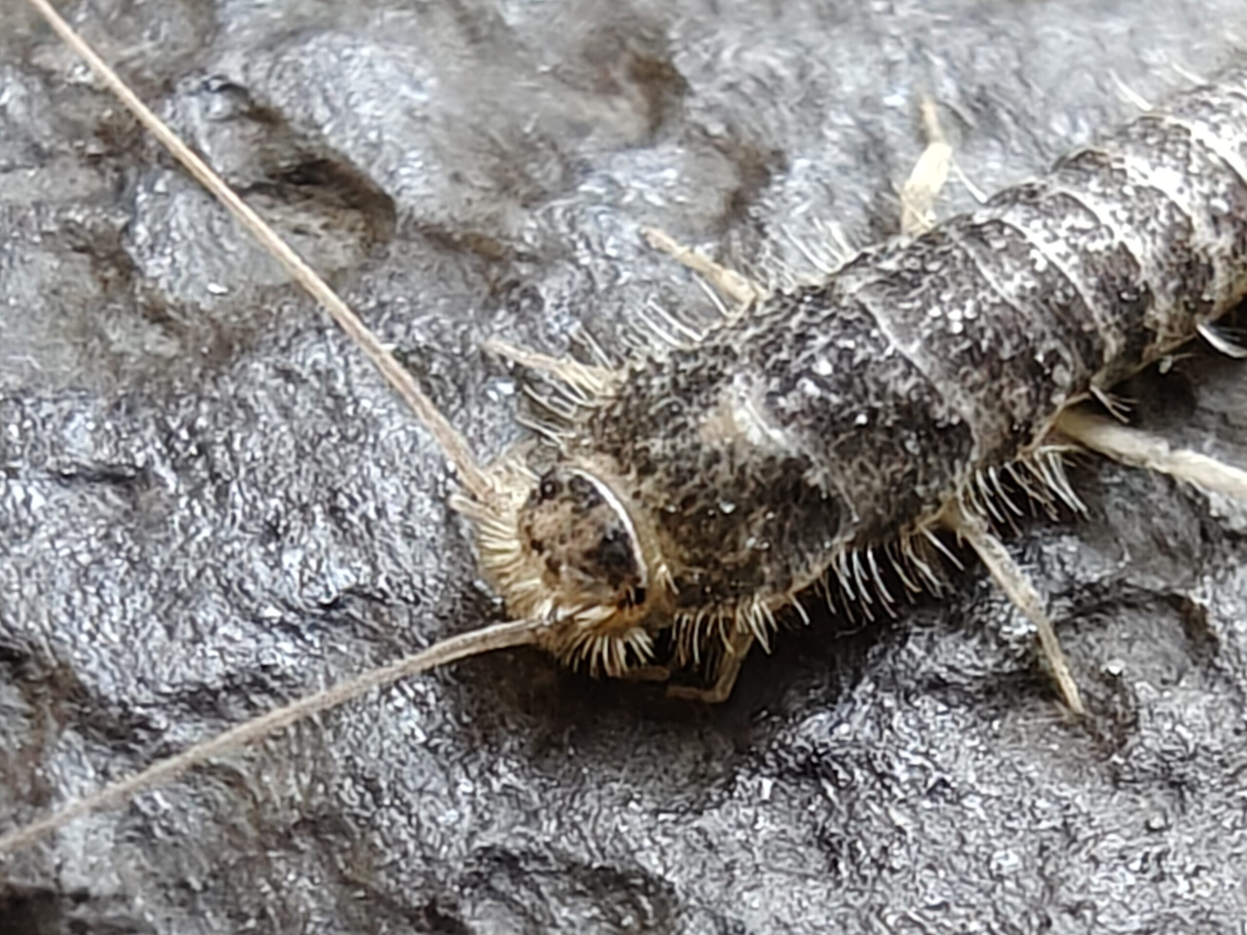 Skægkræ på flise – nærfoto til sikker identifikation i bygninger i Mariagerfjord