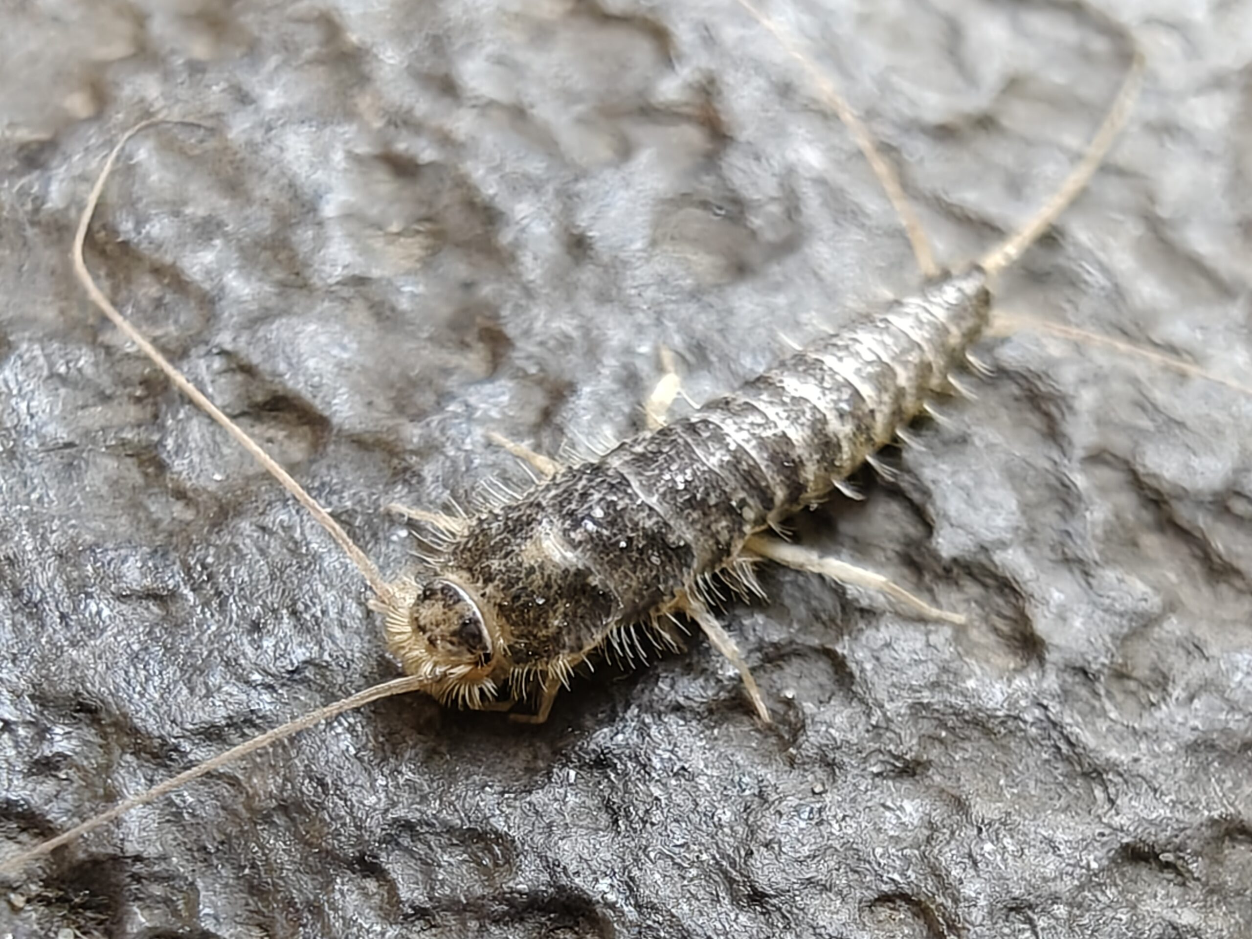 Sådan genkender du skægkræ i hjemmet