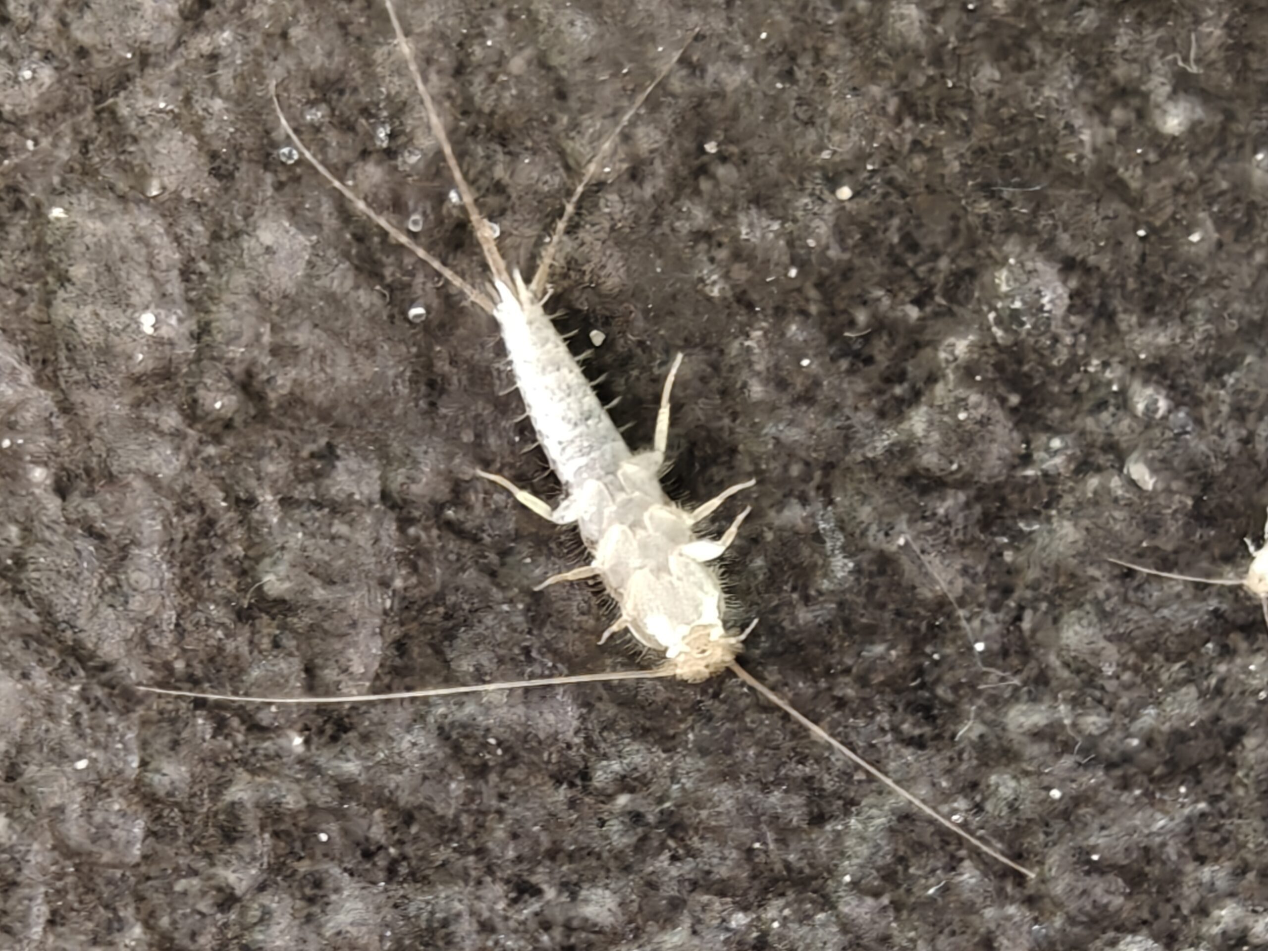 Dokumentér fund i soveværelset – hjælper indsatsen mod skægkræ