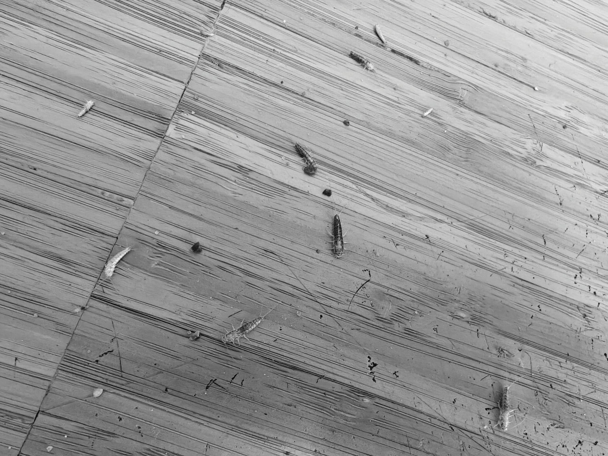 Typiske fejl ved bekæmpelse af skægkræ i hjemmet