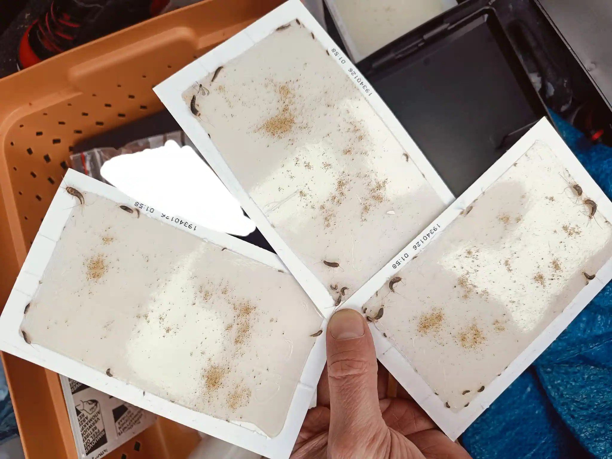 Limfælder til monitorering af skægkræ i ejendomme og sommerhuse ved Mariager Fjord