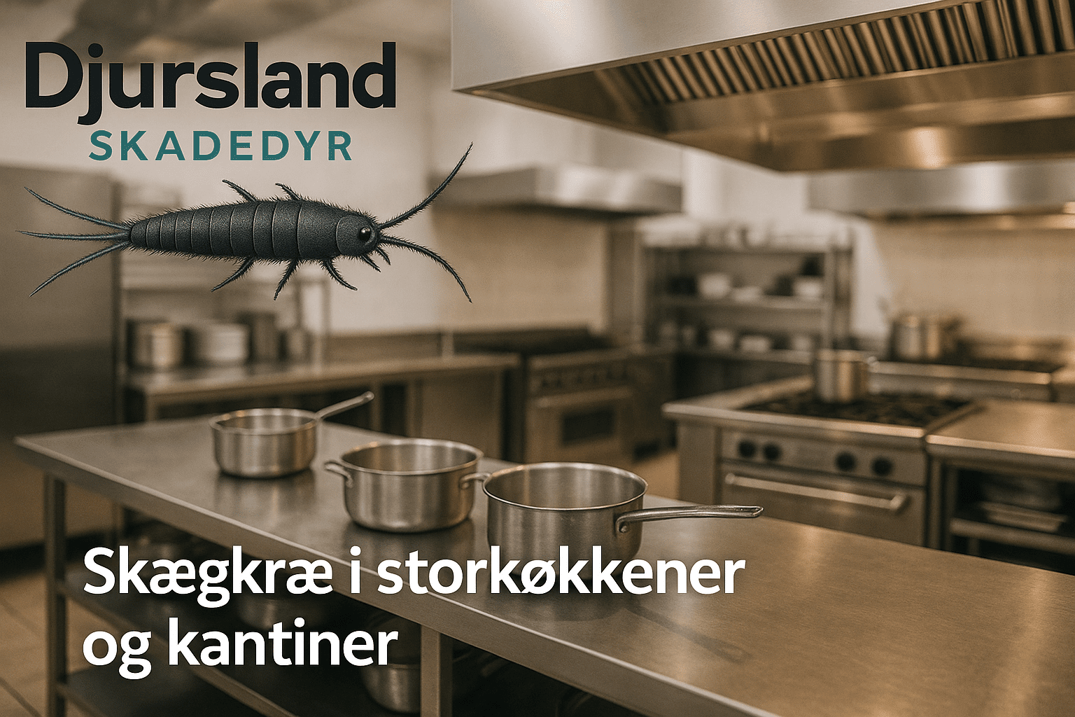 Skægkræ i et storkøkken eller kantineområde med mad, hylder og inventar.