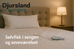 Sølvfisk, der kravler i eller ved en seng i et soveværelse.