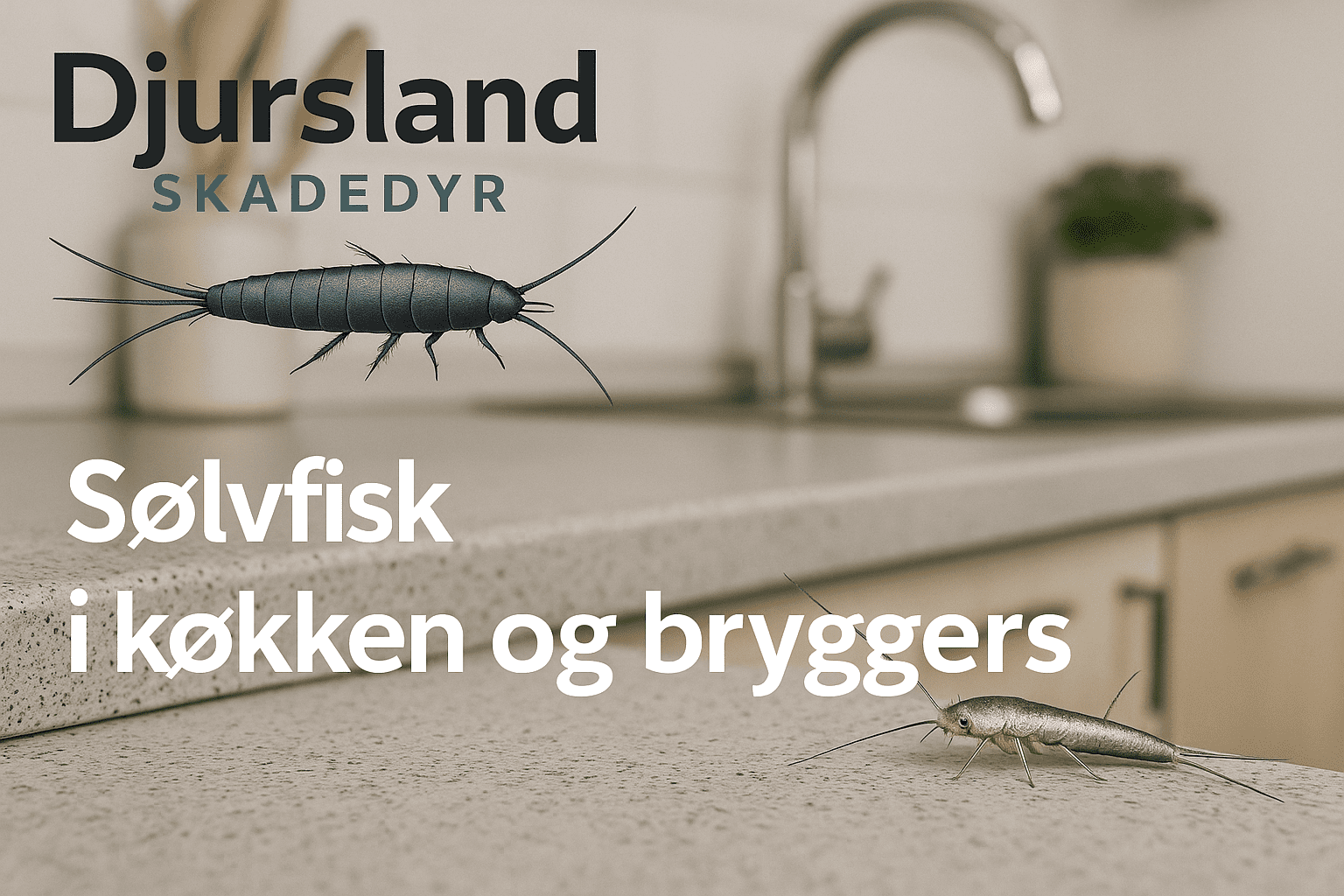 Sølvfisk, der holder til i køkken og bryggers omkring skabe, rør og fugtige områder.