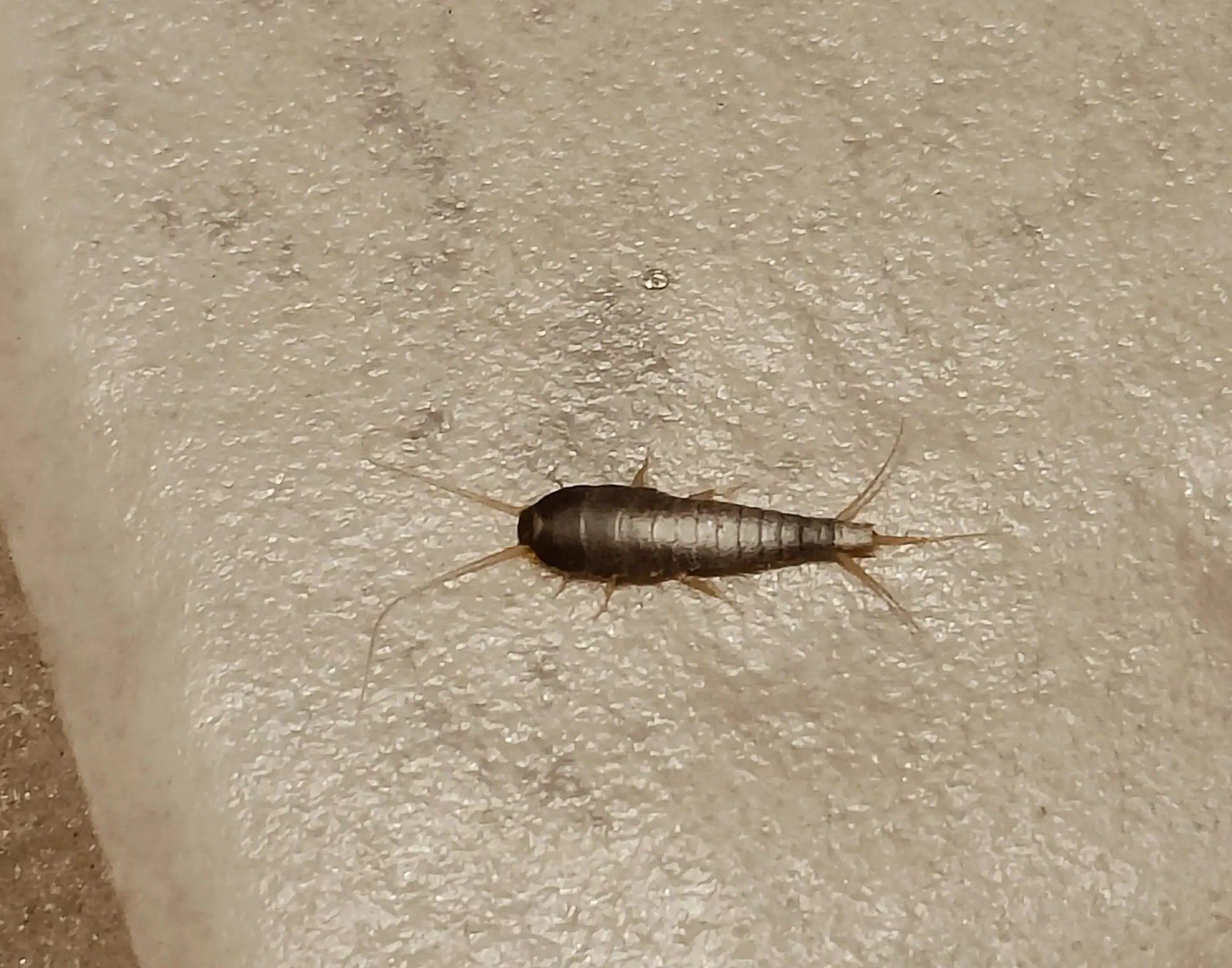 Skader på papir og bøger efter sølvfisk