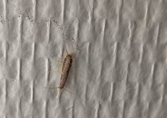 Et skægkræ kravler på væggen – et almindeligt syn i boliger med aktivitet.