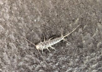 Skægkræ fotograferet oppefra – tydeligt med lange antenner og de tre haletråde bagest på kroppen.