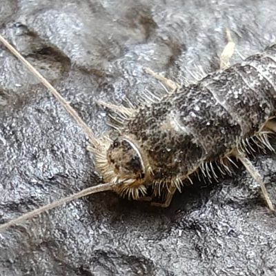 Et detaljeret nærbillede af et skægkræ – her ses tydeligt de lange antenner og skælbeklædte krop.