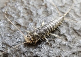 Nærbillede af et skægkræ – et af de mest almindelige skadedyr i danske boliger.