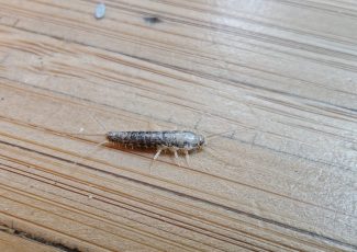 Voksent skægkræ på gulv i bolig