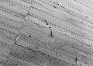 Døde skægkræ efter en effektiv behandling – et tydeligt tegn på, at bekæmpelsen virker.