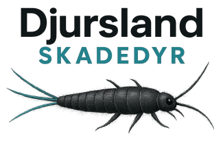 Professionel bekæmpelse af skægkræ udført af Djursland Skadedyr.