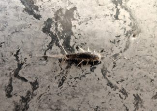 Et skægkræ bevæger sig hen over gulvet – et typisk sted, hvor de opdages i hjemmet.