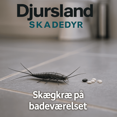 Illustration af skægkræ på badeværelset, hvor de ofte bliver opdaget først.