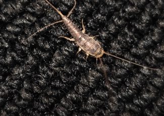 Et voksent skægkræ fotograferet i køkkenmiljø – et tydeligt tegn på angreb