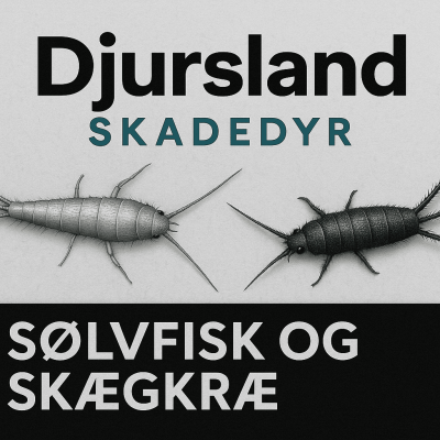 Sammenligning af sølvfisk og skægkræ, så du kan se forskellen.
